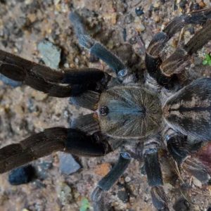 Ornithoctoninae sp. “Veronica Dwarf" 3cm