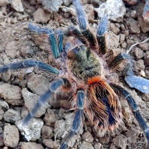 Euathlus sp. "Smaragd Tiger" 0.5-1cm