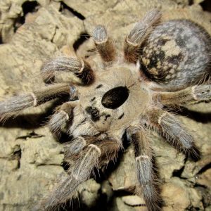 Ceratogyrus brachycephalus WF Mature Male ♂ 07/25