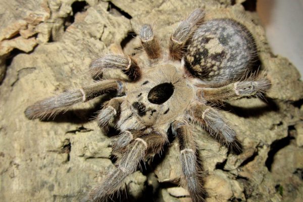 Ceratogyrus brachycephalus WF 5cm