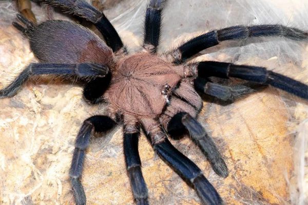Selenocosmia sp. "Kordillera" 4cm Female ♀
