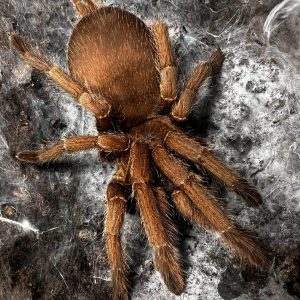 Chilobrachys sp. "Mekong" 7-8cm Female ♀