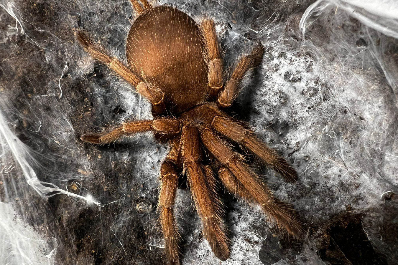 Chilobrachys sp. “Mekong” 7-8cm Female ♀