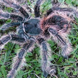 Lasiodora difficilis Mature Male ♂ 08/25