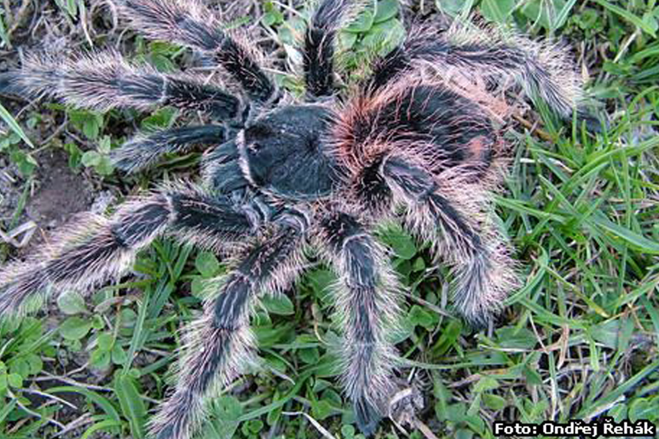 Lasiodora difficilis Mature Male ♂ 08/25