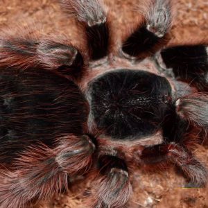 Nhandu carapoensis 4-5cm