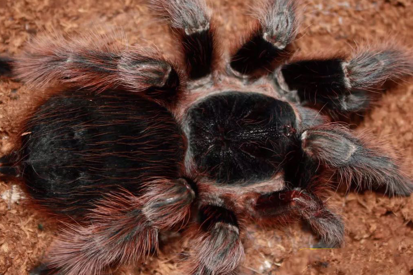 Nhandu carapoensis 4-5cm