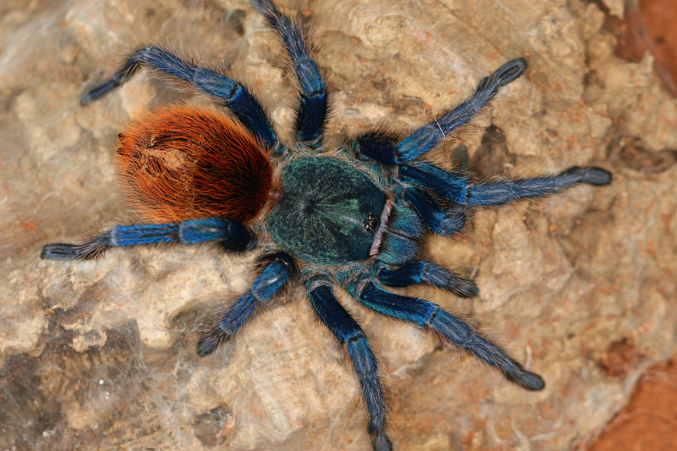 Chromatopelma cyaneopubescens 6-7cm Female♀