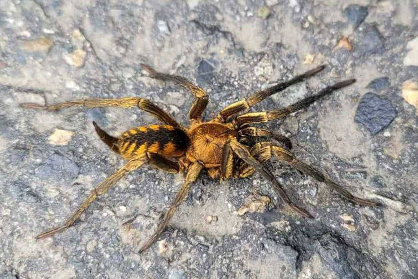 Dipluridae sp. “Golden Stripes” 1cm