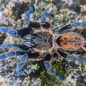 Harpactira chrysogaster 1-2cm