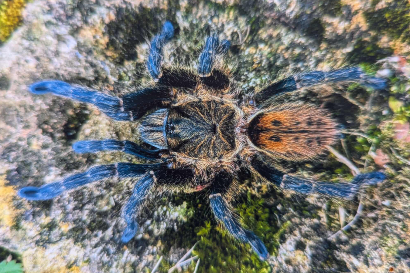 Harpactira chrysogaster 1-2cm