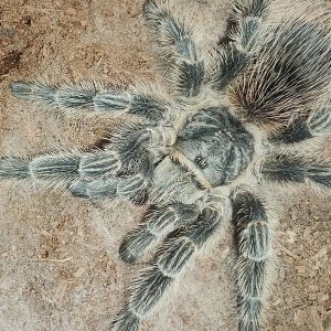 Lasiodora subcanens 4cm