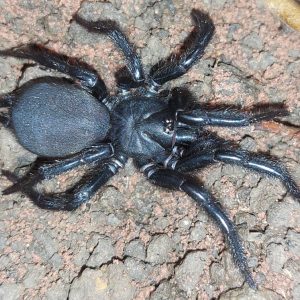 Macrothele maculata 3cm