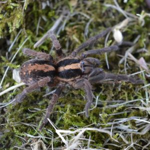 Thalerommata sp. "Cesar" 1-2cm