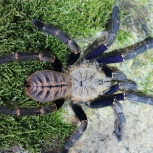 Cyriopagopus robustus 2-3cm