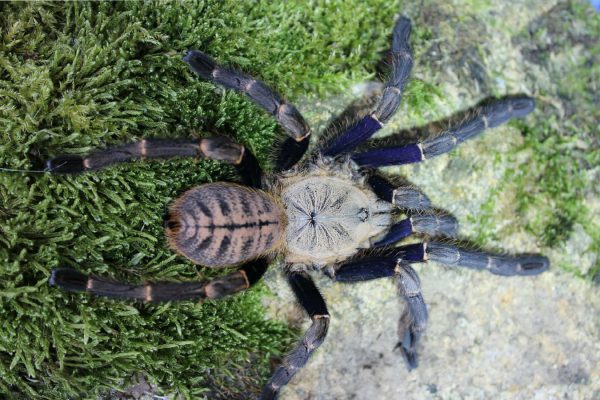 Cyriopagopus robustus 2-3cm