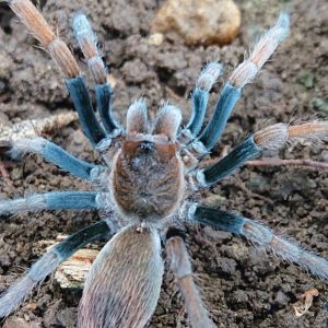 Cyrtopholis sp. "Hato" 5cm Female ♀