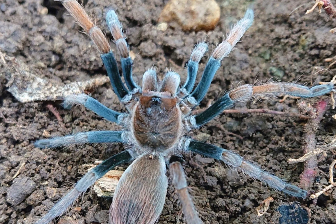Cyrtopholis sp. “Hato” 5cm Female ♀