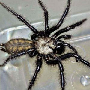 Macrothele sp. "Ghost" 1cm