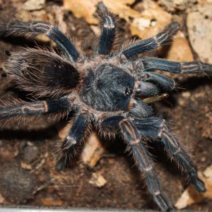 Thrixopelma longicolli 7-8cm Female ♀