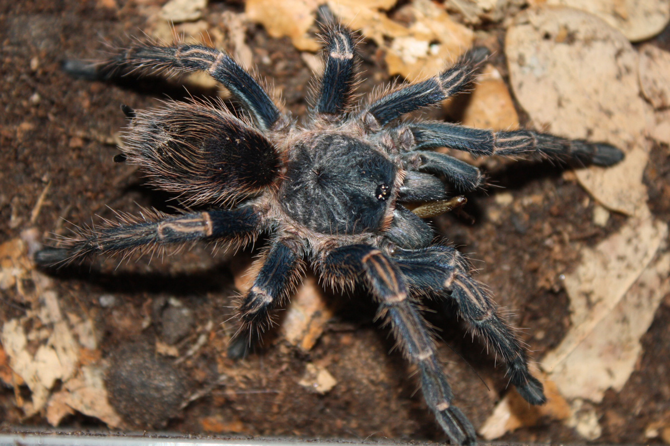 Thrixopelma longicolli 7-8cm Female ♀