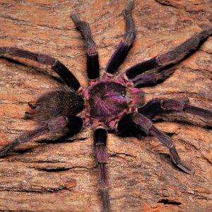 Theraphosidae sp. "Roatan" 0.5-1cm