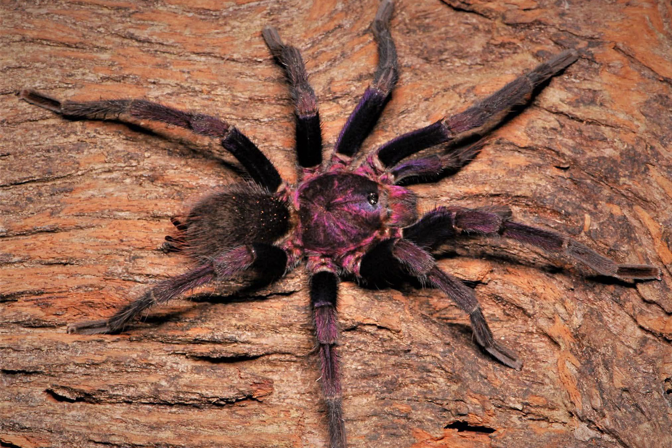 Theraphosidae sp. “Roatan” 0.5-1cm