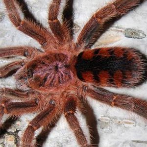 Avicularia minatrix 3-4cm