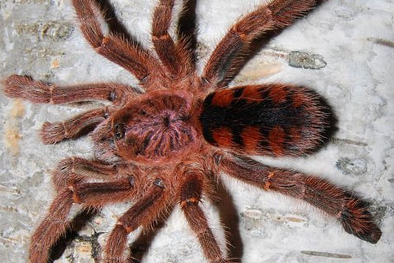 Avicularia minatrix 3-4cm