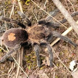 Cyriocosmus sp. "Pinturas" 1-2cm