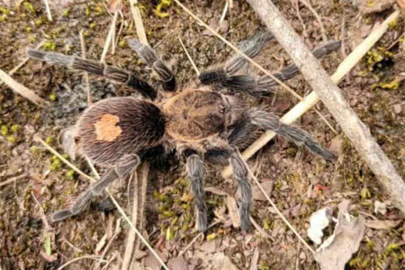 Cyriocosmus sp. “Pinturas” 1-2cm