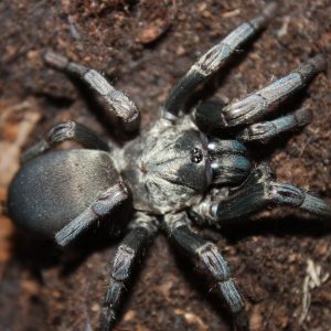 Calisoga longitarsis 6cm Adult Female ♀