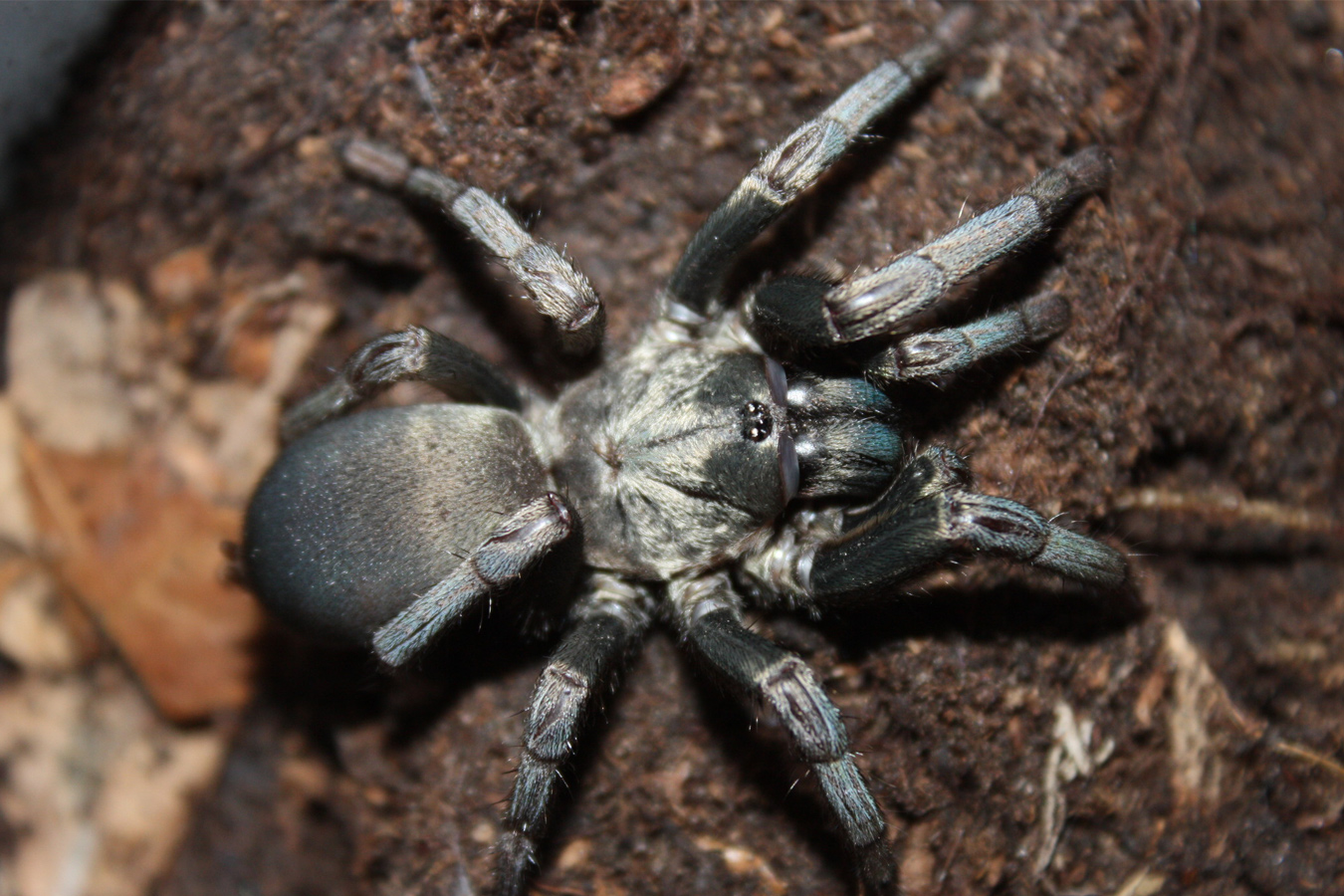 Calisoga longitarsis 6cm Adult Female ♀