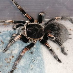 Lasiodorides striatus 1cm