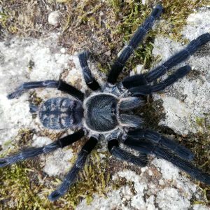 Ornithoctoninae sp. Laos "Prison Des Abeilles" 3cm