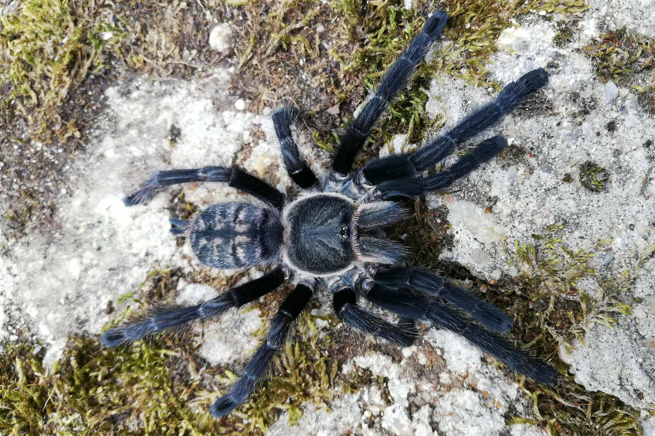 Ornithoctoninae sp. Laos “Prison Des Abeilles” 3cm