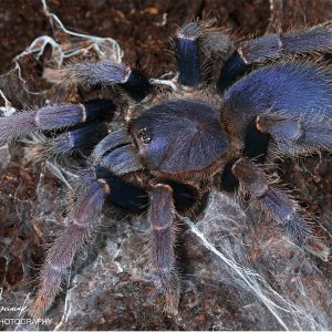 Psednocnemis brachyramosa 8cm Female ♀