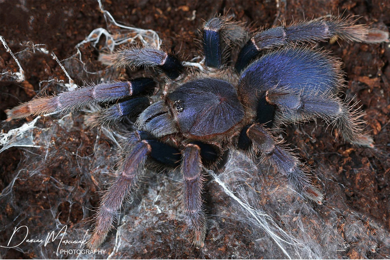 Psednocnemis brachyramosa 8cm Female ♀