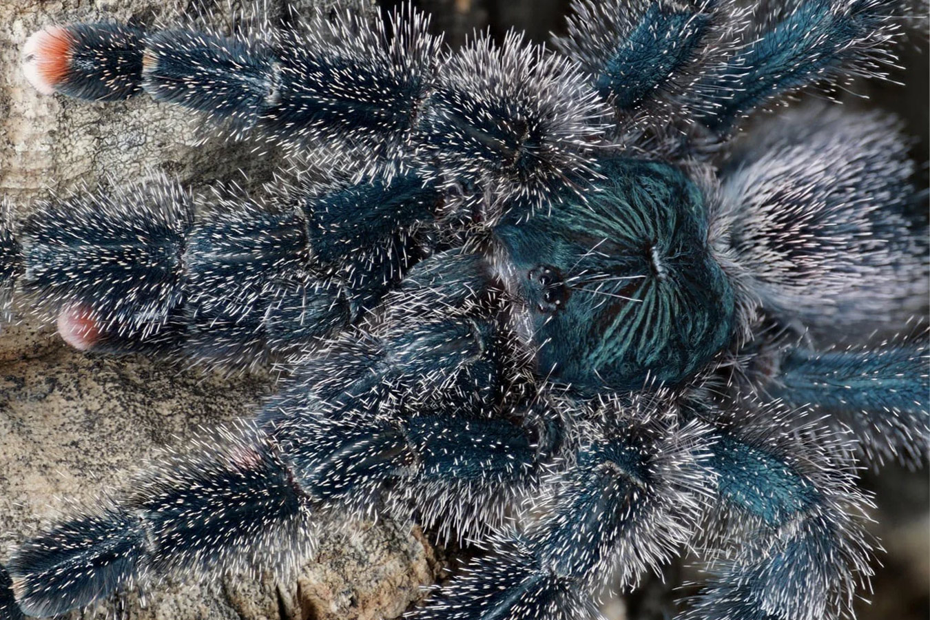 Avicularia metallica “White Hair” 3-4cm