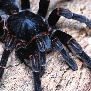 Abdomegaphobema peterklaasi 2cm