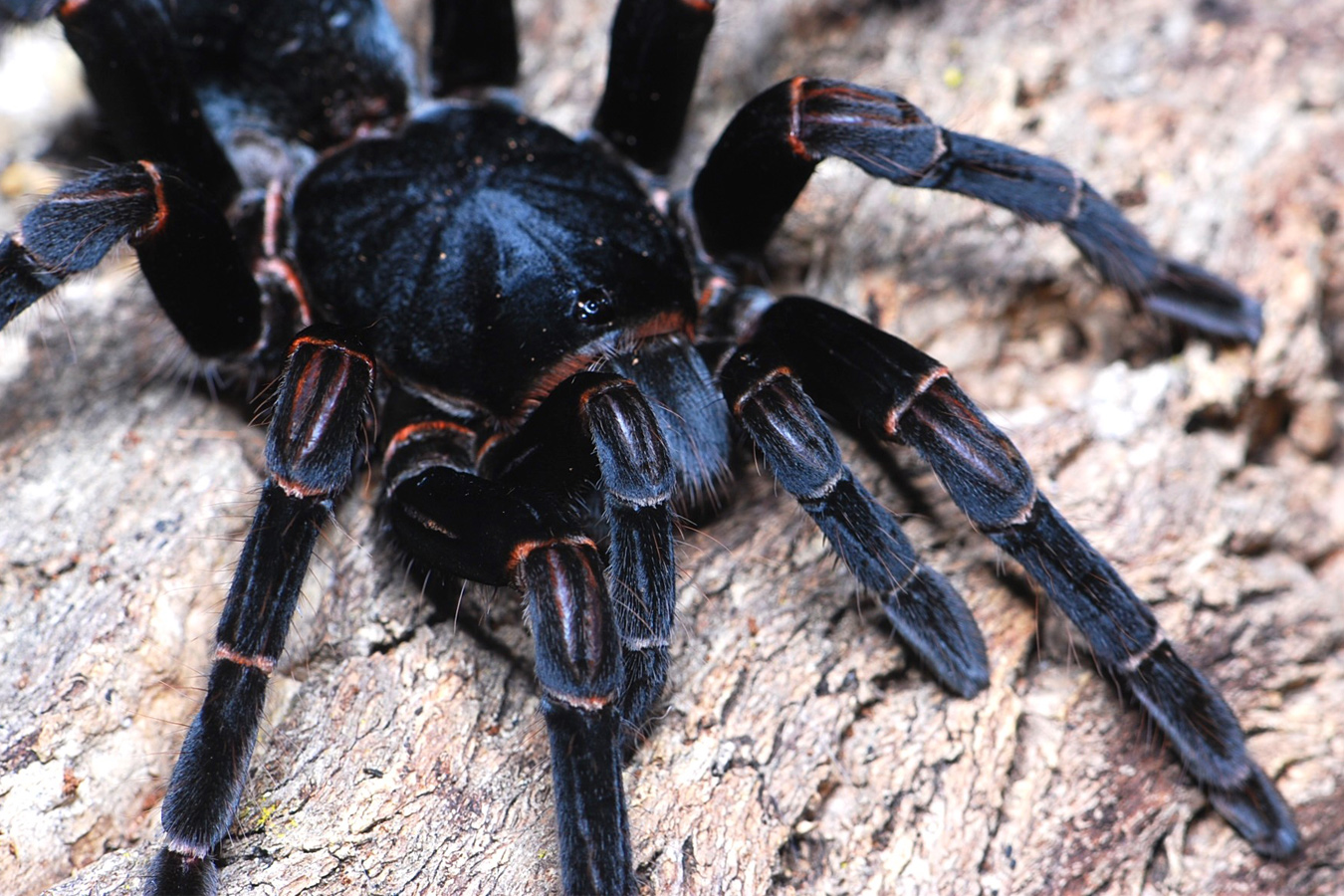 Abdomegaphobema peterklaasi 2cm