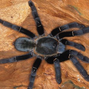 Ornithoctonus sp. “Khao Sok” 3cm