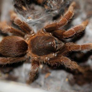 Phlogiellus sp. "Koh Lanta" 1cm