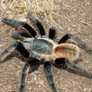 Ornithoctonus sp. "Surat Thani" (Scheller) 3-4cm