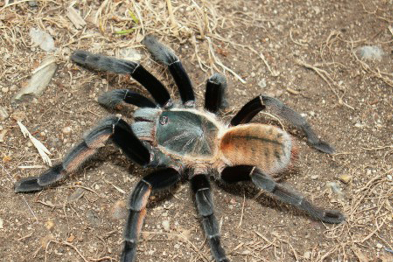 Ornithoctonus sp. “Surat Thani” (Scheller) 3-4cm