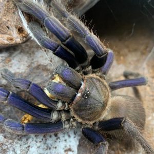 Chilobrachys sp. "Cambodia Blue" 4cm