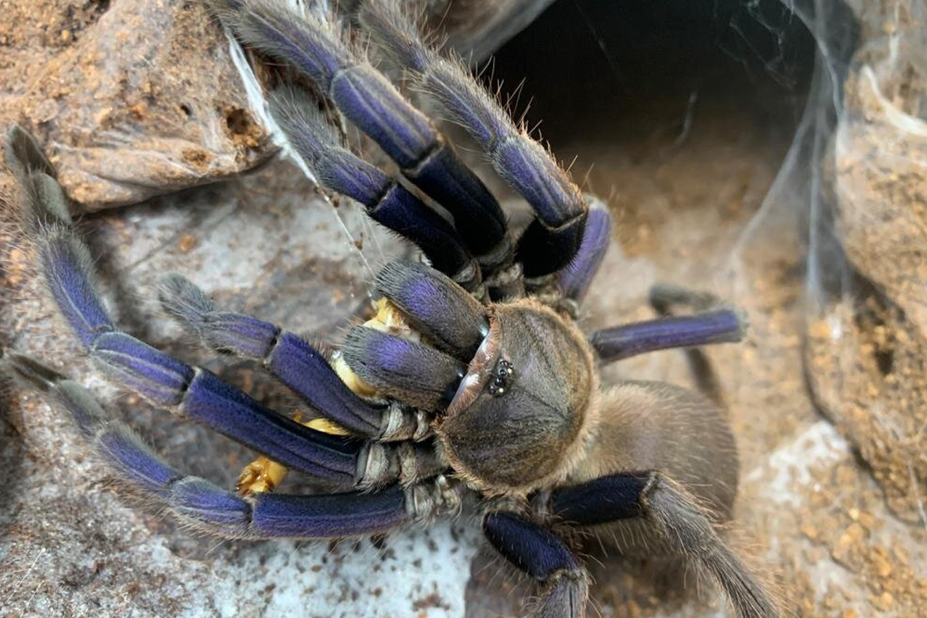 Chilobrachys sp. “Cambodia Blue” 4cm
