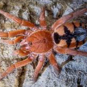 Devicarina guidonae 0.5cm