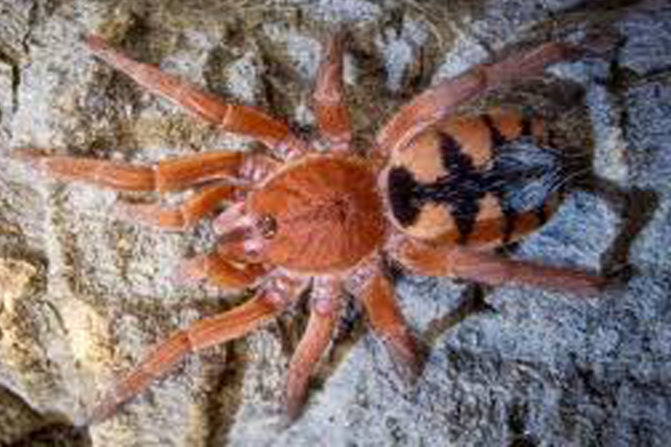 Devicarina guidonae 0.5cm