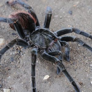 Megaphobema velvetosoma 10cm Female ♀